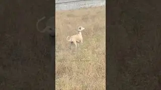 🥵 Kanni dogs ❤️ #shortvideo #shortsfeed #trending #viralvideo #shorts #short #viral #animals #dog