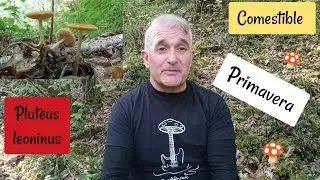 Pluteus leoninus seta primaveral comestible