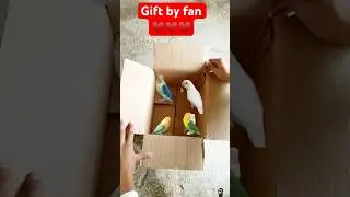 Fischer Lovebird | Fasheri lovebird | GIFT by fan&rsquo;s #shorts #parrot #lovebirds
