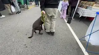 Millie farmers market 