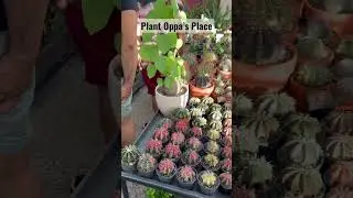 Plant Oppa, Marion Usisa&rsquo;s garden #cactus #sansevieria #gymnocalycium