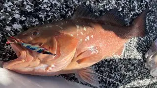 Catching huge grouper on Slow-pitch Jigs!! How to work a slow pitch jig for big grouper.