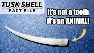 Tusk Shell Facts: the TOOTH SHELL mollusk | Animal Fact Files
