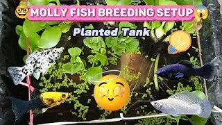 🤐Molly fish planted breeding tank setup😱 #viral #aquarium #mollyfish #vlog #tanksetup #plantedtank