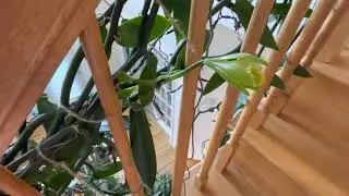 Indoor Vanilla orchid BLOOMS part 2