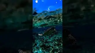 Tartaruga marina #shortsvideo #shortviral #music #song #perte #mare #marea #vita #virale #love