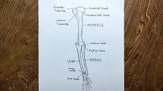 How to draw Arm bone diagram step by step/ Arm bone drawing/ Arm anatomy drawing