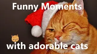 OMG So Cute Cats &hearts; Best Funny Cat Videos 2020