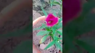 phulo ki mulika hai 🙏🙏🙏