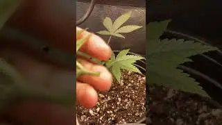 How to top a weed plant 🌱 🍁