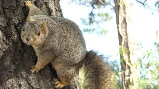 The sound of Fox Squirrel claws on Oak bark
