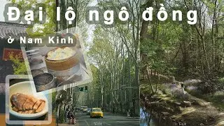 Trung Quốc Ep3: Đại lộ ngô đồng ở Nam Kinh #nanjingroad  #china #tomwild #travel