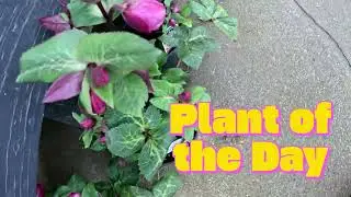 #plantoftheday #plantssparkjoy #gardenplants #ihavethisthingwithplants #plantsofyoutube