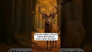 Warum haben Hirsche keine Borreliose trotz vieler Zecken? #borreliose #zeckenbiss #zecken #borrelien