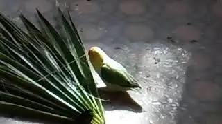 Yellow face lovebird mommy cutting palm tree leaves for nest