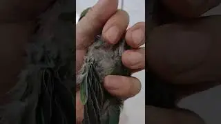 Another baby lovebird #hatchling #bird