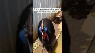 Cassowary scary sounds |See finally 😱#viralvideo #shortfeed