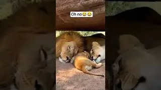 Silent Jungle, Loud Surprise 😂🦁💨#shortsfeed #animals #ai #funny #lion