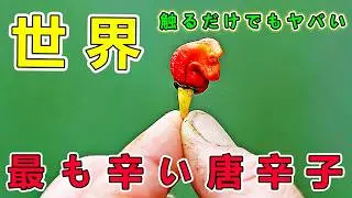 世界で最も激辛の10の唐辛子！1位は「舌の核爆弾」と呼ばれるもので、簡単には挑戦できない！