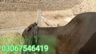 cholistani Cattle Physical Characteristic /Cholistani cow ki pehchan aur Khobian/Bull info