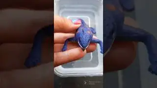 Colour changing Lizard