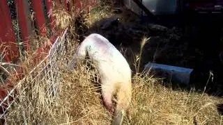 Aurora checks out the old wood pile