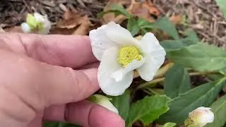 Jim&rsquo;s Garden in Winter!