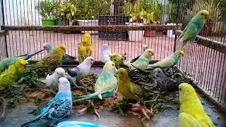 🐦🔴 Red Eyed Budgie &ndash; Rare Albino View 🧾 #redbudgie #rareeye