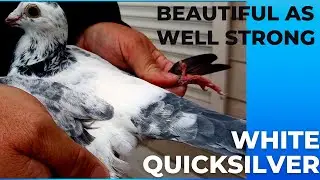 White Quicksilver | Beautiful Grizle Racing Pigeon For Sale | Pipa Paradise Auction | Racer Kabutar