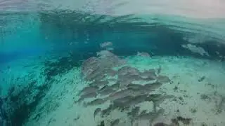 360&deg; VIDEO: Silver Glen Springs in the Ocala National Forest