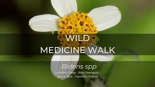 Wild Medicine Walk - Bidens species