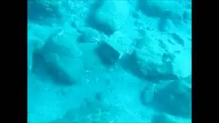 tiburones angelotes en gran canaria