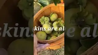 #satisfying HARVEST of PERSIMMONS 