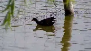 Coot and Moorhen (UK Water Birds)