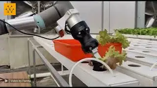 Fambo's hermaphrodite plant pollination system
