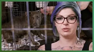 Can The Team Rescue Dog from Under a Building?? | Pit Bulls & Parolees