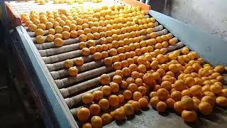 Kinnow Export Pak to dubai