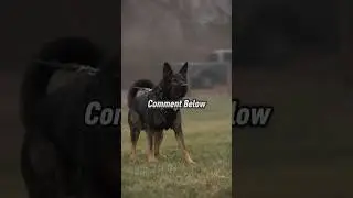 5 Types of German Shepherds You NEED to Know