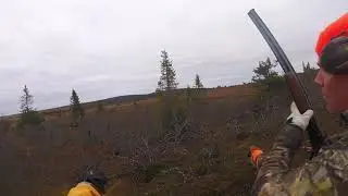 Willow grouse hunting with a pointing dog