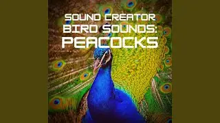 Peacock Screams