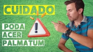 COMO PODAR o ACER PALMATUM - PODA DE FORMAÇÃO