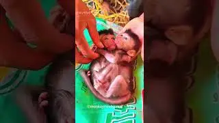 Rescued Baby Monkeys😍