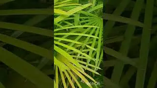 #leaves ornaments