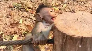 What's wrong with babies monkey? Baby Dustin seem so scared cry so loud
