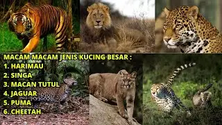 Macam Macam Jenis Kucing Besar