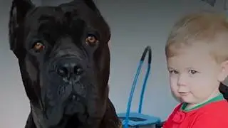 КАНЕ-КОРСО пугает семью - пока они не поняли, ЧТО он делал с маленьким мальчиком 😱