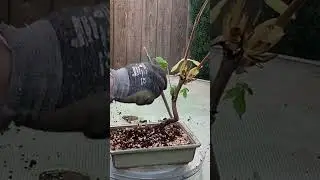 How to make a Chestnut Bonsai Tree