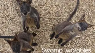 Unique Australian Wildlife: The Swamp Wallaby