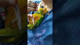 Love my sleepy sunshine ❤ #pets #parrots #shorts #conurereels #sunconure #reels #cute #sleep #love
