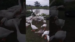 Geese Honking and Foraging Peacefully in the Green Field #viral #shorts #goose #viralvideo